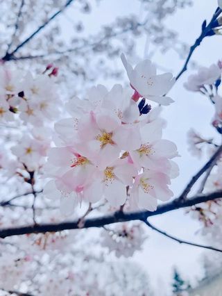 邹平的蓝海御华的春日景色