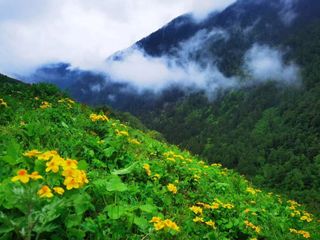 🌼六月底的巴郎山，是野花铺成的金色地毯啊！