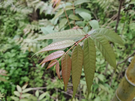 九嶷山野菜正当采,一口一个春天