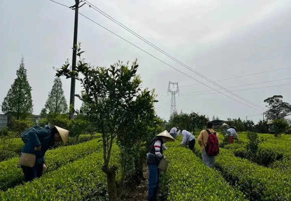【成佳茶乡】蒲江踏青好去处，成佳茶乡好风光！