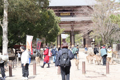 奈良游记图片] 【奈良公园】3处特色体验