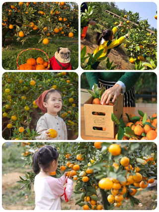 秋日长兴岛桔子采摘｜亲子与团建的甜蜜一日游