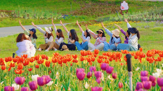 武汉郁金花海,无限风光,尽在木兰花乡