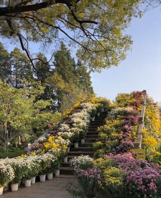 💥昆明翠湖丽瑞德酒店+大观楼菊海，这波浪漫谁住谁上头！