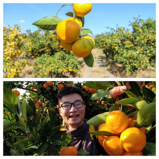 长兴岛桔园超全玩法:摘橘畅吃、野炊封神、CS对战…玩到不想回家!