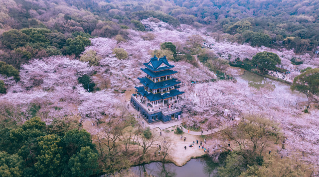 春遇太湖,在鼋头渚享一场樱花的浪漫盛宴