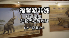 阿鲁沙游记图片] 坦桑尼亚野生动物大迁徙攻略第一站阿鲁沙