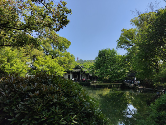 月桂，智慧与胜利的幸运
