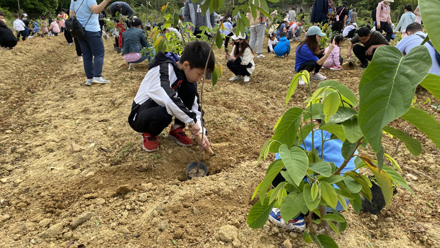 惠州植树节哪里可以种树+休闲游玩