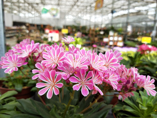 露薇花,缤纷色彩驻初夏