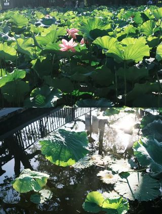 翠湖公园周边游