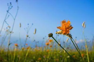 京北第一草原：水草丰茂的游玩好地方