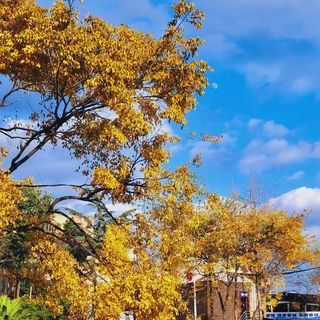 秋天已来🍂|属于昆明的秋天
