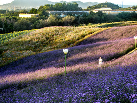 玫瑰情园唱起双节小长假赞歌