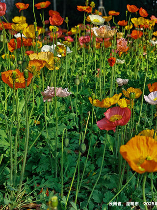 【新云南漫记】41. 昆明“虞美人”绚丽多姿绽放人间情感千古传奇