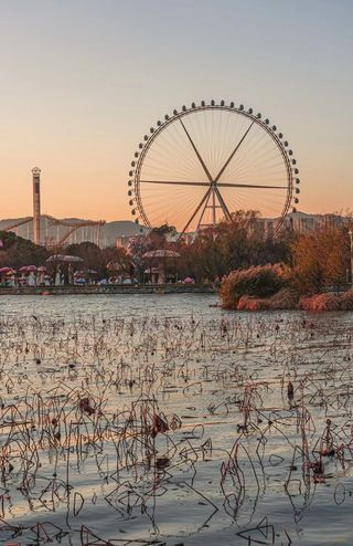 昆明避寒躺赢！银杏+红杉+滇池，暖冬秋景天花板🍂