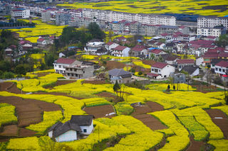 陕西旅行|春入汉中巴山,看镇巴满山油菜花,寻访小众秘境