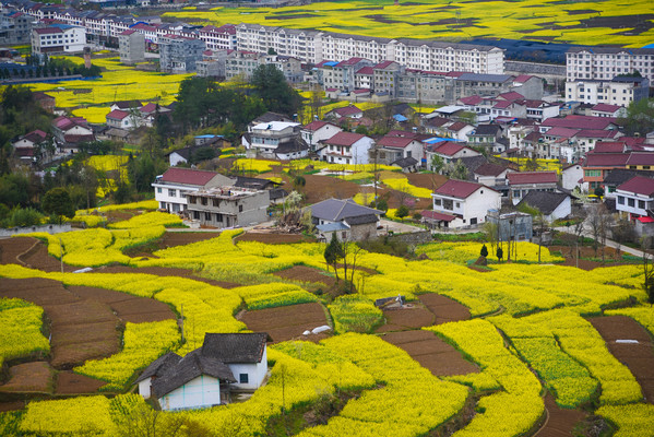 陕西旅行｜春入汉中巴山，看镇巴满山油菜花，寻访小众秘境