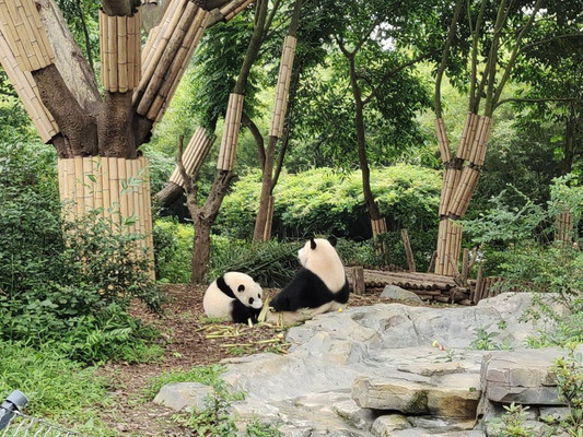 看成都的国宝 吃成都美食 赏成都风景