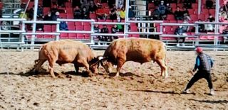 听说过韩国的斗牛吗？跟我一起看看吧！