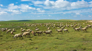 动车直达若尔盖!一整个期待住了!