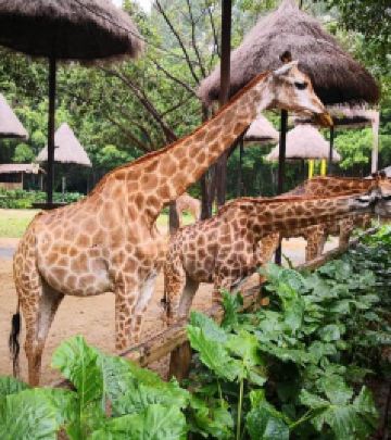 中新广州知识城游记图文-广州吃喝玩乐两日游