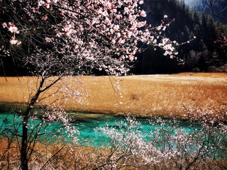 九寨沟绝美春日已上线，赶快出发别负好春光