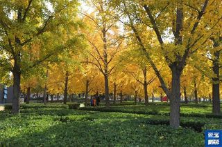 北京的秋天是红墙金叶下的风花雪月，无比灿烂，实在醉人心脾
