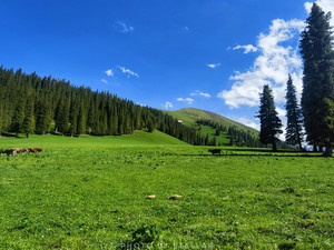 那拉提旅游风景区游记图文-北疆丨“初春”独库公路北段首开特种兵之旅