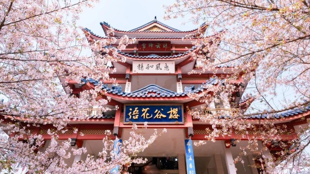 赏樱花 游古镇 住园林式酒店