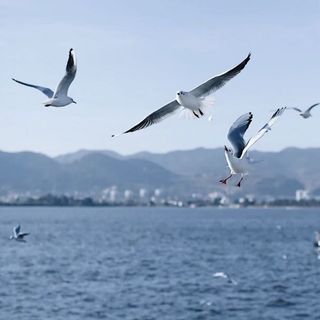 西伯利亚精灵✨