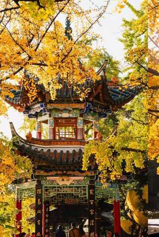 翠湖银杏上线！金黄与鸥鸣的冬日限定浪漫🍂