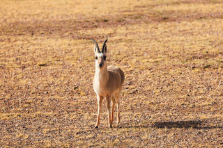 从第三极到人文南疆，行驶海拔最高的公路，沿G216合法穿越羌塘无人区