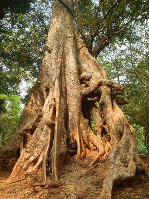 劳拉 I am coming!柬埔寨吴哥之旅