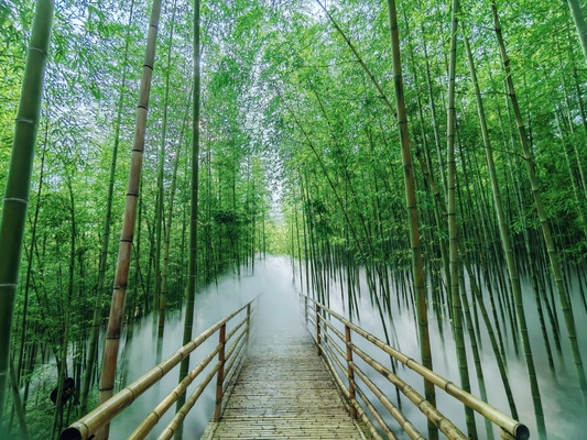 云南人自己的“茶山竹海”|五一游峨山县玉竹峰海风景区,打卡武侠电影里的东方美学……