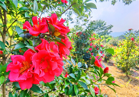 佛山卡玛缤纷花世界金秋茶花盛宴,邀你共赴一场国色天香之约