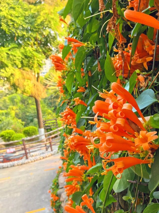 仙岳公园旅行图片 7