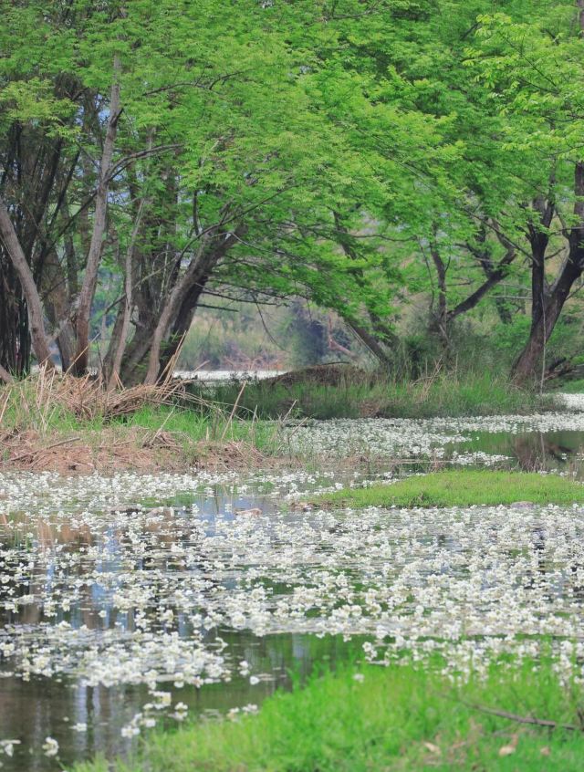 海菜花湿地旅行图片 2