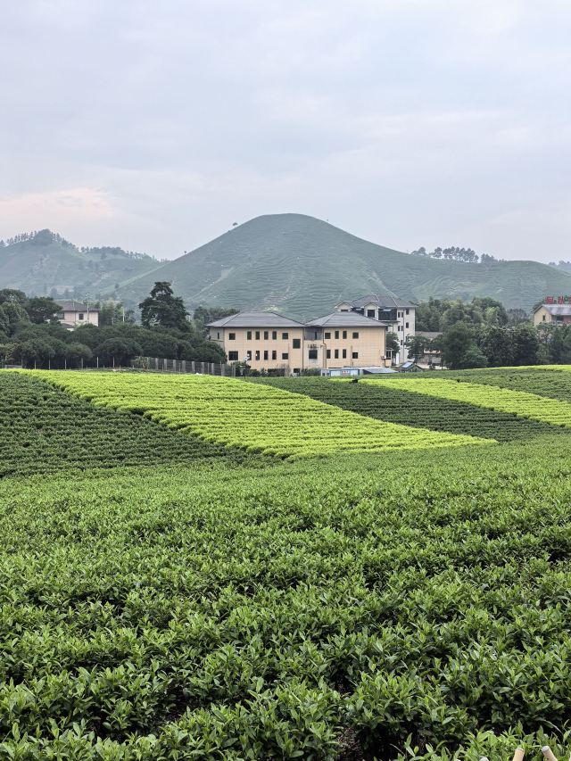 白茶原·安吉白茶观景平台旅行图片 8