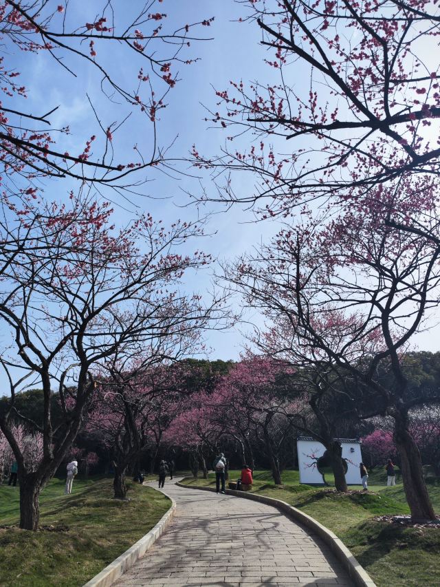 荣氏梅园旅行图片 4