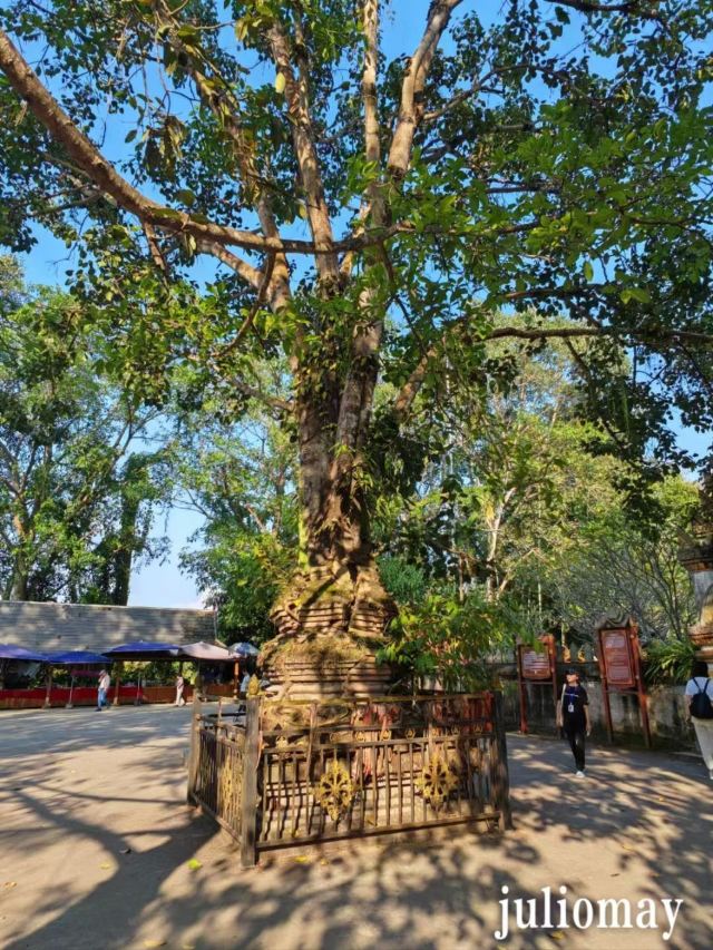 曼听佛牙寺旅行图片 4