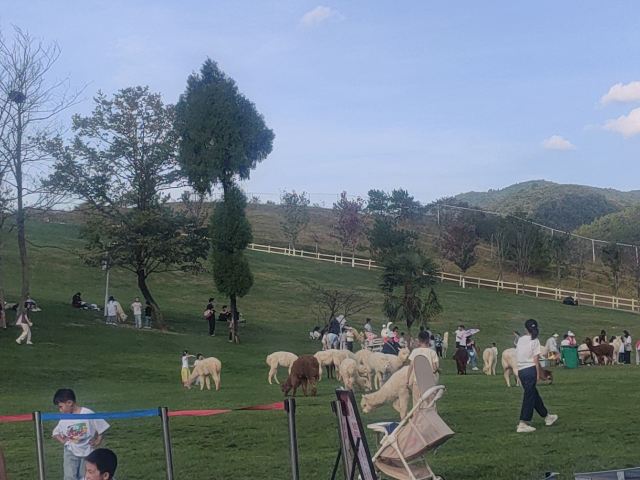贵州·羊驼小镇旅游景区旅行图片 1
