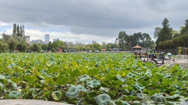 大观公园旅行图片 7