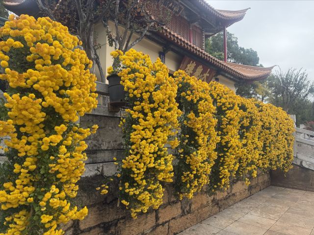 大观园旅行图片 2
