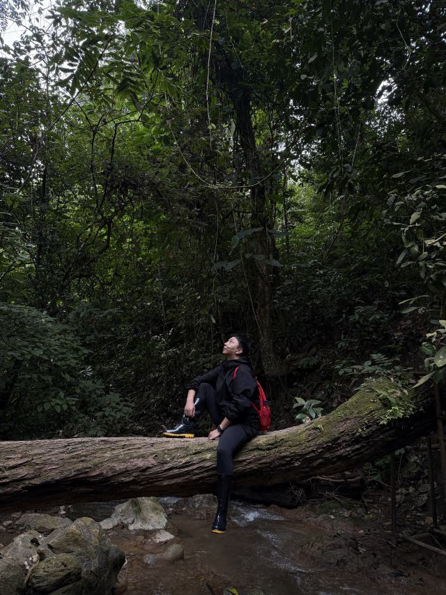 基诺山幽河谷雨林旅行图片 2