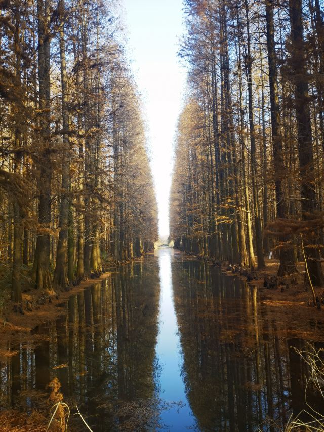 金湖水上森林景区旅行图片 2