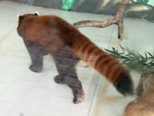 湖南常德野生动物世界旅行图片 3