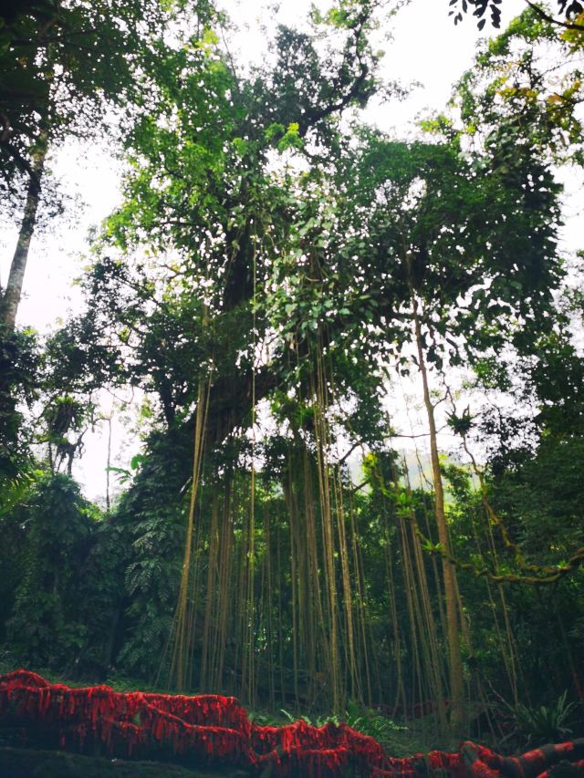 海南百花岭热带雨林文化旅游区-小卖部旅行图片 4