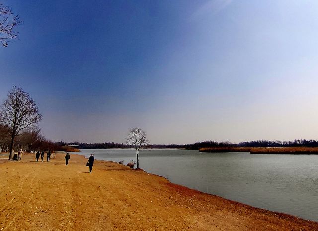 上海东滩湿地公园旅行图片 1