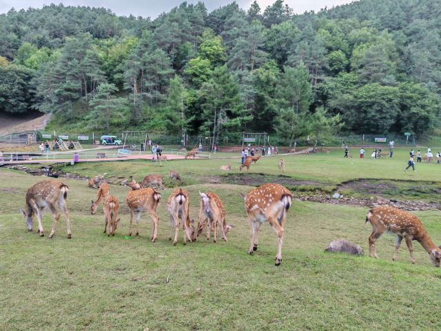飞泷金山鹿苑旅行图片 7